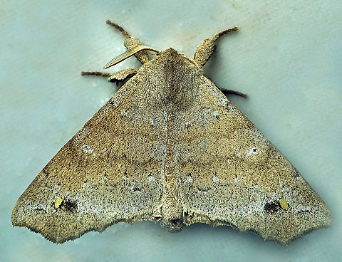 Olceclostera magniplaga Dapa, Valle Del Cauca 2100m Olceclostera magniplaga