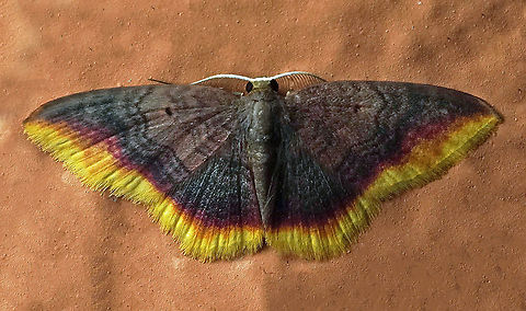 Eois catana Dapa, Valle Del Cauca 2100m Eois catana