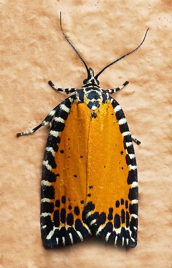 Pseudatteria sp. Dapa, Valle Del Cauca 2100m