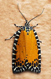 Pseudatteria sp. Dapa, Valle Del Cauca 2100m