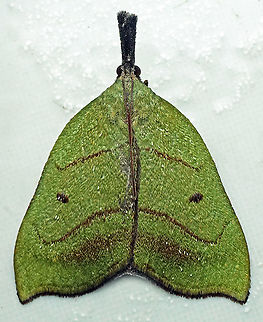 #311 Dapa, Valle Del Cauca 2100m