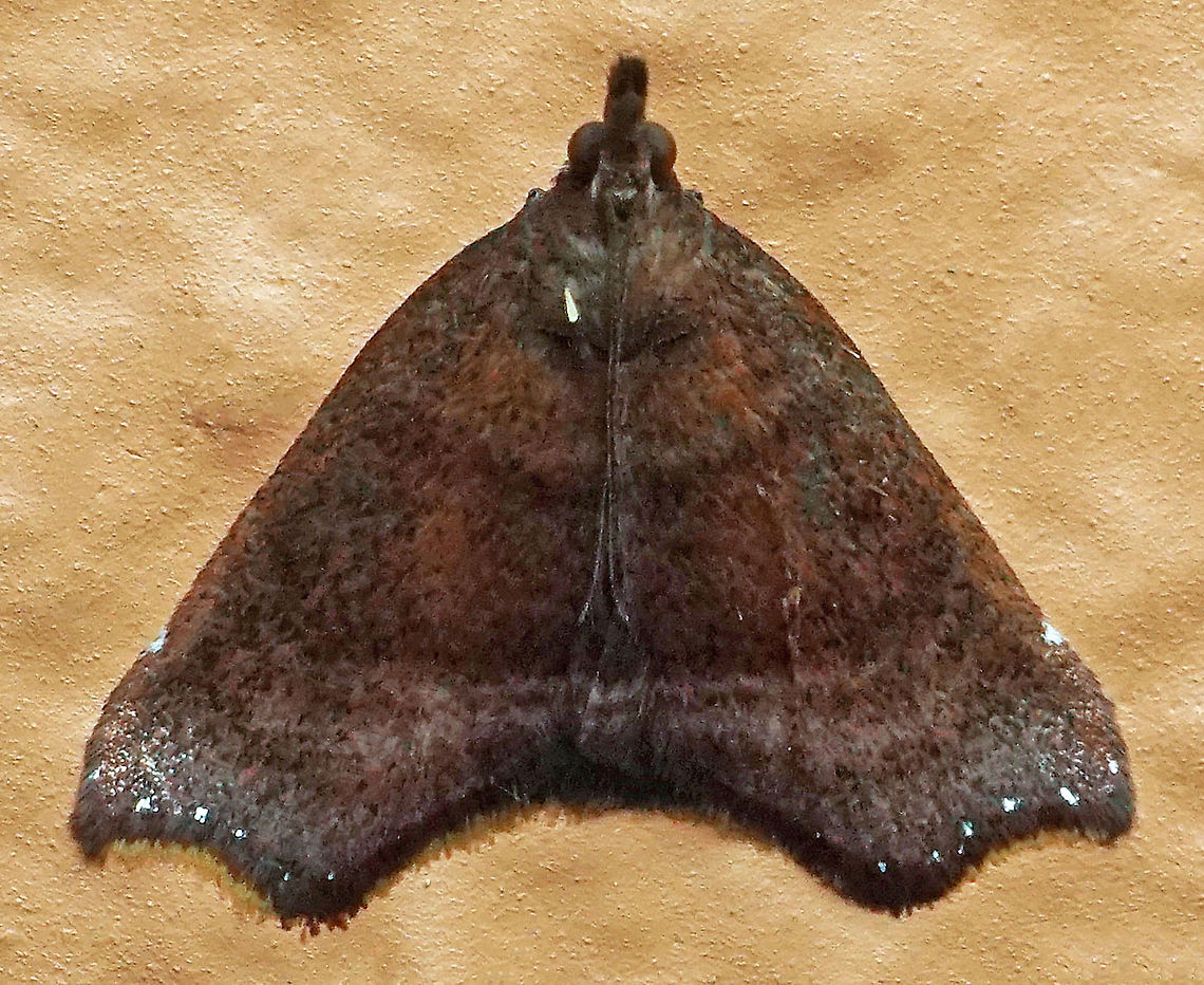 #309 Dapa, Valle Del Cauca 2100m