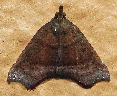 #309 Dapa, Valle Del Cauca 2100m