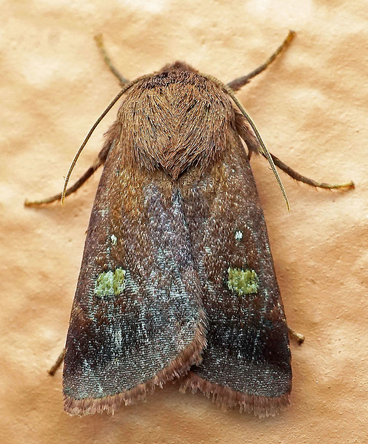 Xestia sp. Dapa, Valle Del Cauca 2100m