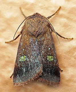 Xestia sp. Dapa, Valle Del Cauca 2100m