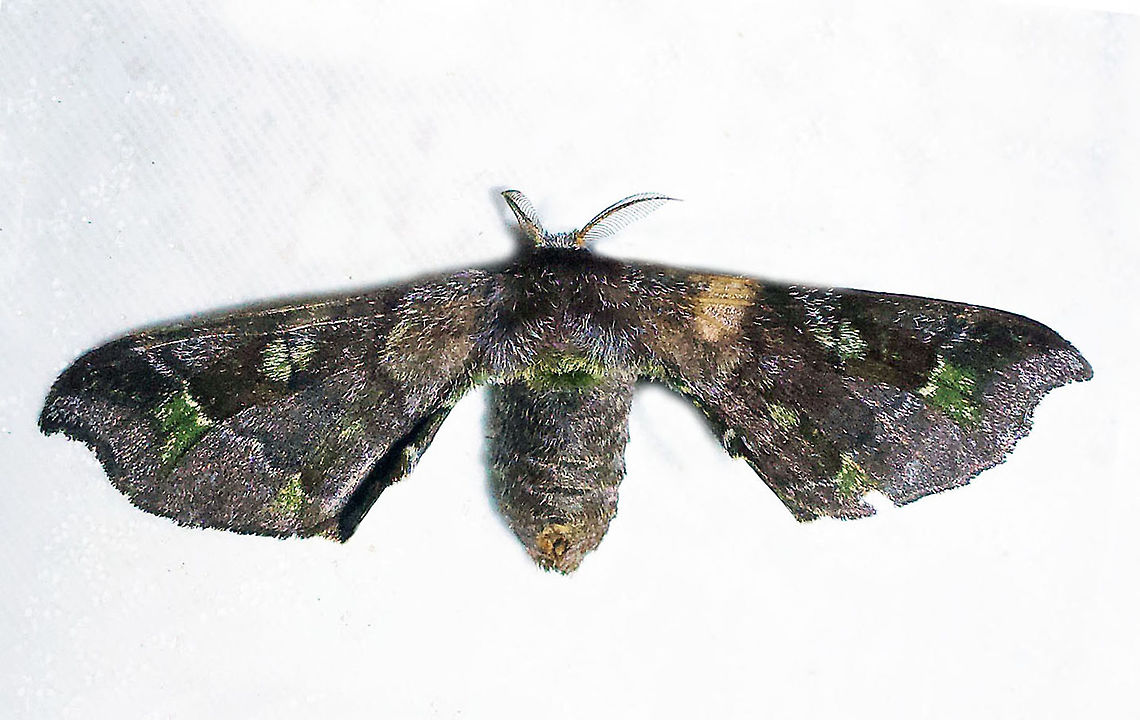 #312 Dapa, Valle Del Cauca 2100m