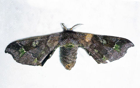 #312 Dapa, Valle Del Cauca 2100m