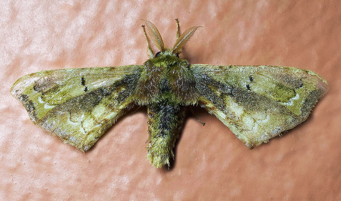 #313 Dapa, Valle Del Cauca 2100m