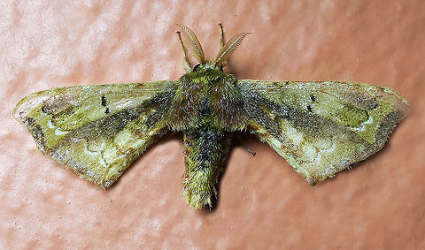 #313 Dapa, Valle Del Cauca 2100m