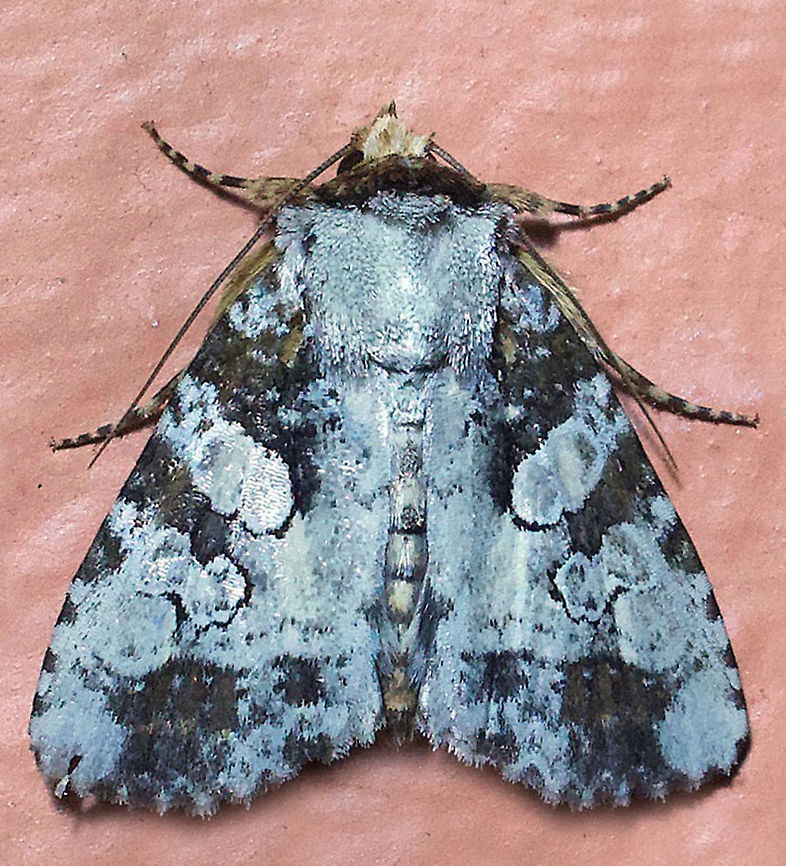 #314 Dapa, Valle Del Cauca 2100m