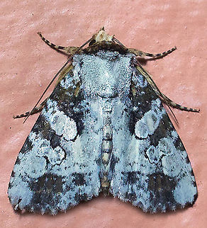 #314 Dapa, Valle Del Cauca 2100m