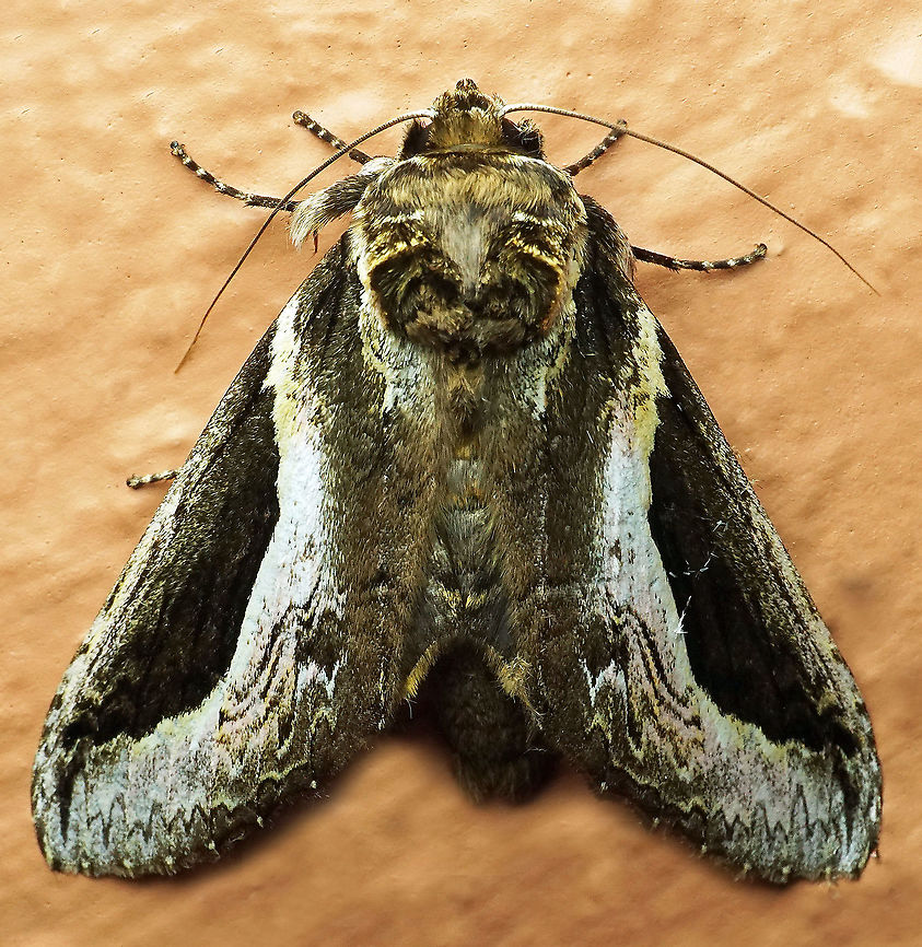 Rhuda sp. Dapa, Valle Del Cauca 2100m