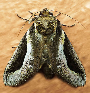 Rhuda sp. Dapa, Valle Del Cauca 2100m