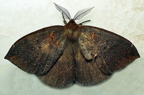 #315 Dapa, Valle del Cauca, 2100m