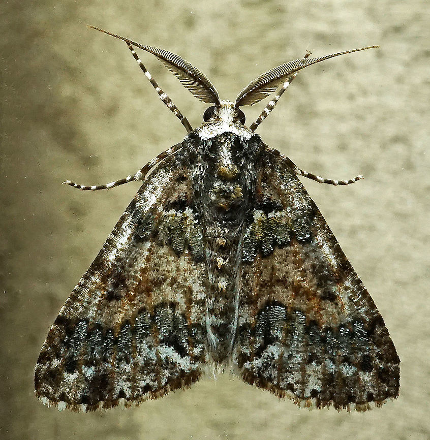 Cargolia sp. Dapa, Valle del Cauca, 2100m