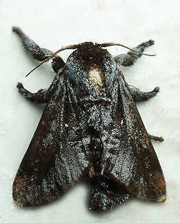 Acharia sp. Dapa, Valle del Cauca, 2100m