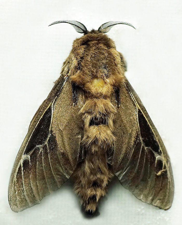 Oiketicus sp. Dapa, Valle del Cauca, 2100m