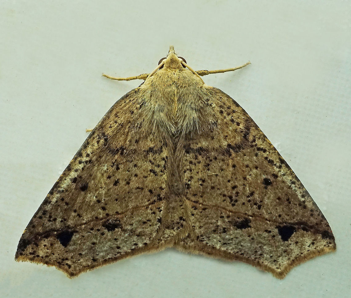 #319 Dapa, Valle del Cauca, 2100m