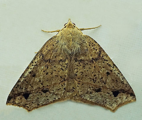 #319 Dapa, Valle del Cauca, 2100m