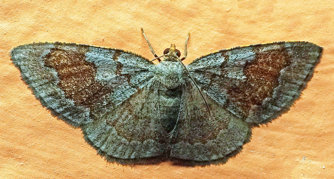 #320 Dapa, Valle del Cauca, 2100m