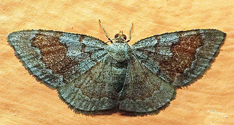 #320 Dapa, Valle del Cauca, 2100m