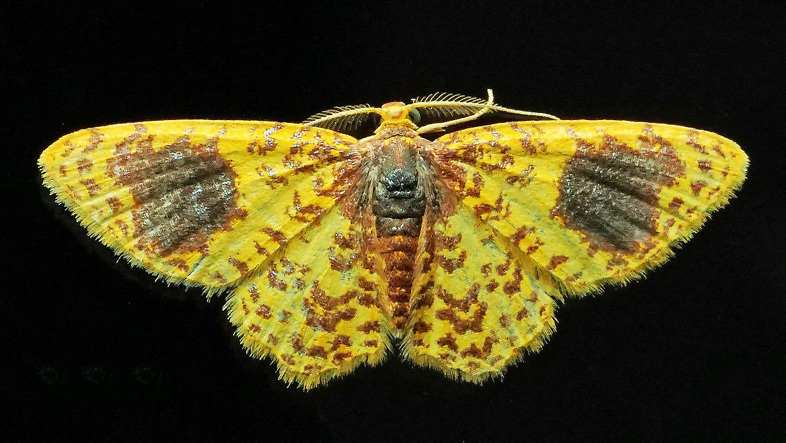 Eois sp. Dapa, Valle Del Cauca 2100m Eois