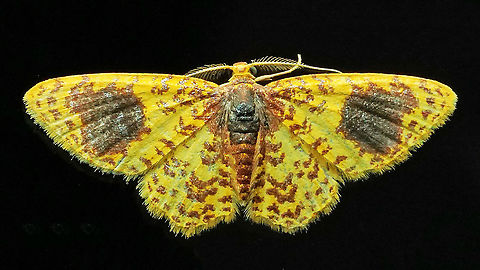 Eois sp. Dapa, Valle Del Cauca 2100m Eois