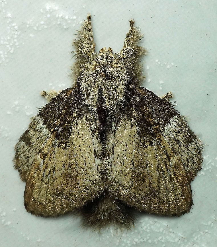 Euglyphis sp. Dapa, Valle Del Cauca 2100m