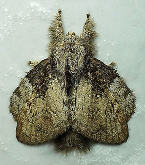 Euglyphis sp. Dapa, Valle Del Cauca 2100m