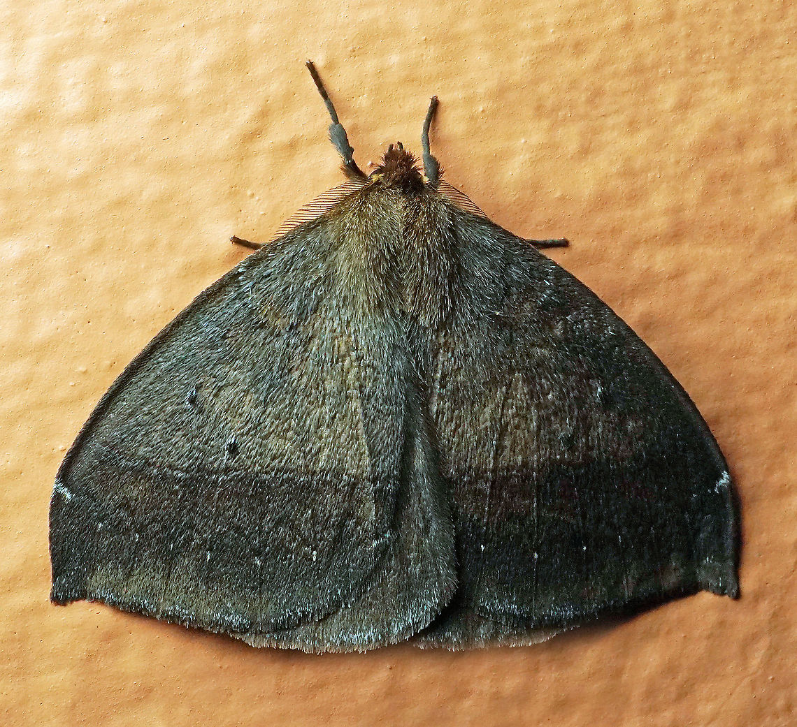 #323 Dapa, Valle Del Cauca 2100m