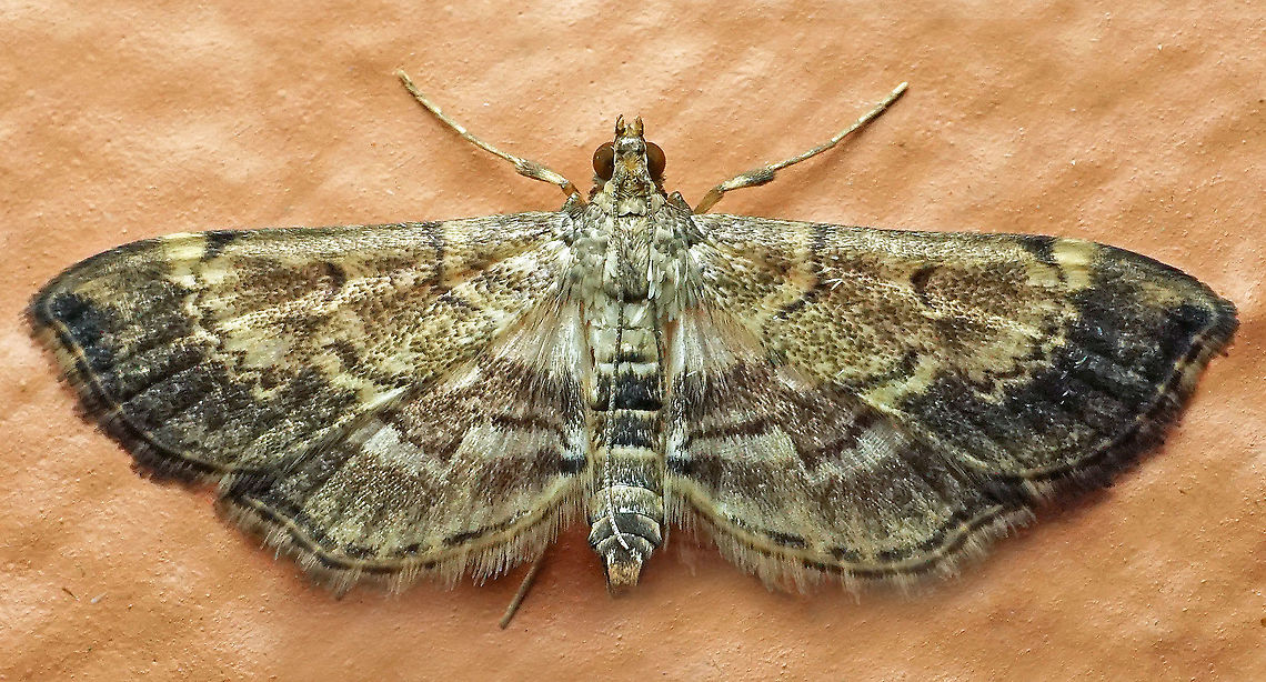 #324 Dapa, Valle Del Cauca 2100m