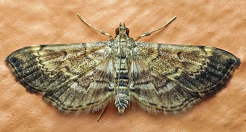 #324 Dapa, Valle Del Cauca 2100m