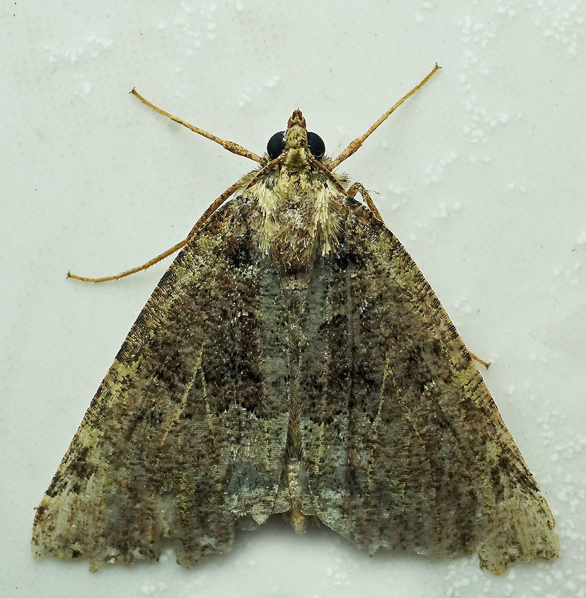 #325 Dapa, Valle Del Cauca 2100m