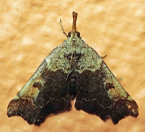 #326 Dapa, Valle Del Cauca 2100m