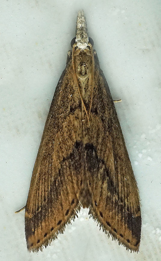 #327 Dapa, Valle Del Cauca 2100m