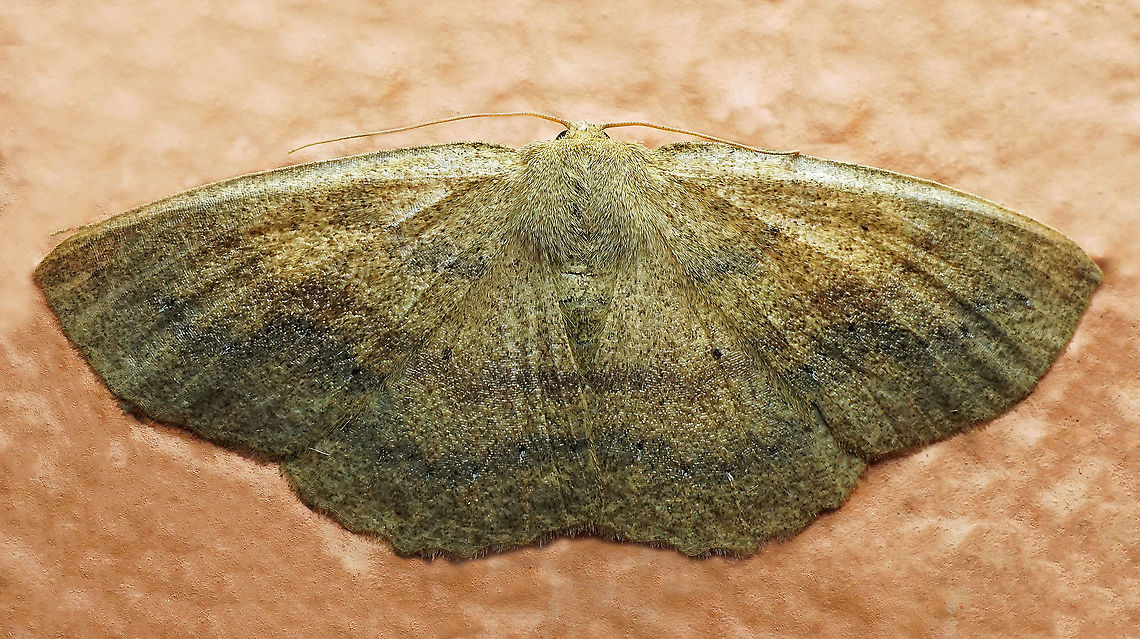 #328 Dapa, Valle Del Cauca 2100m