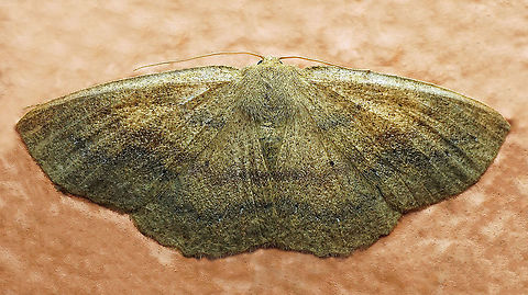 #328 Dapa, Valle Del Cauca 2100m