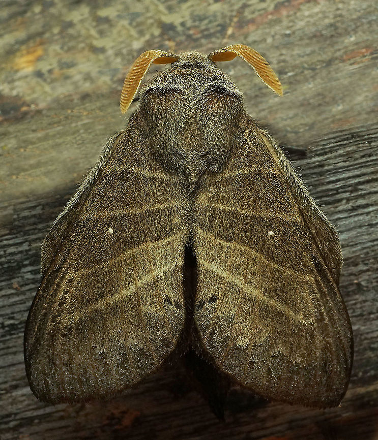 Prorifrons lineata Dapa, Valle Del Cauca 2100m Prorifrons lineata