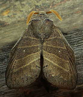Prorifrons lineata Dapa, Valle Del Cauca 2100m Prorifrons lineata