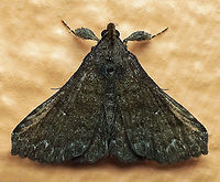 #330 Dapa, Valle Del Cauca 2100m