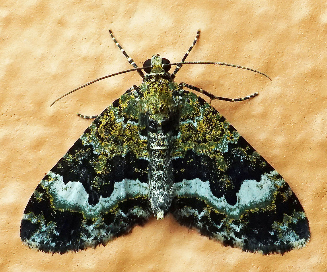 #331 Dapa, Valle Del Cauca 2100m