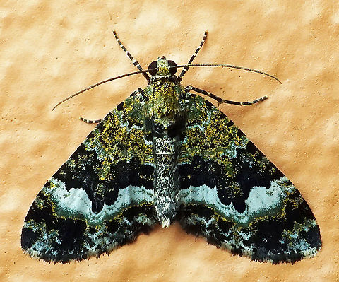 #331 Dapa, Valle Del Cauca 2100m