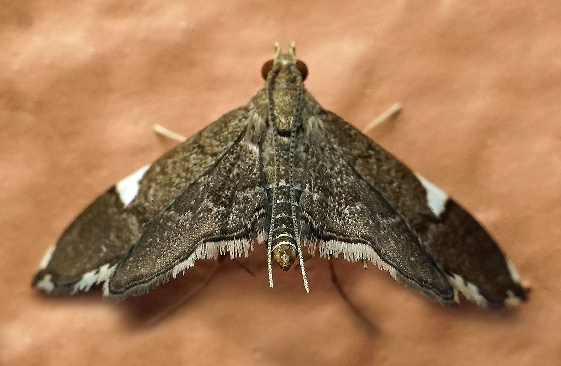 #332 Dapa, Valle Del Cauca 2100m