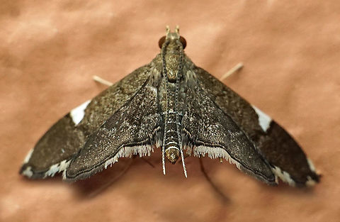 #332 Dapa, Valle Del Cauca 2100m