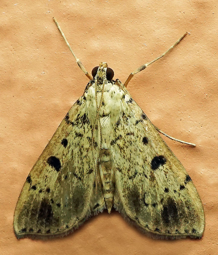 #333 Dapa, Valle Del Cauca 2100m