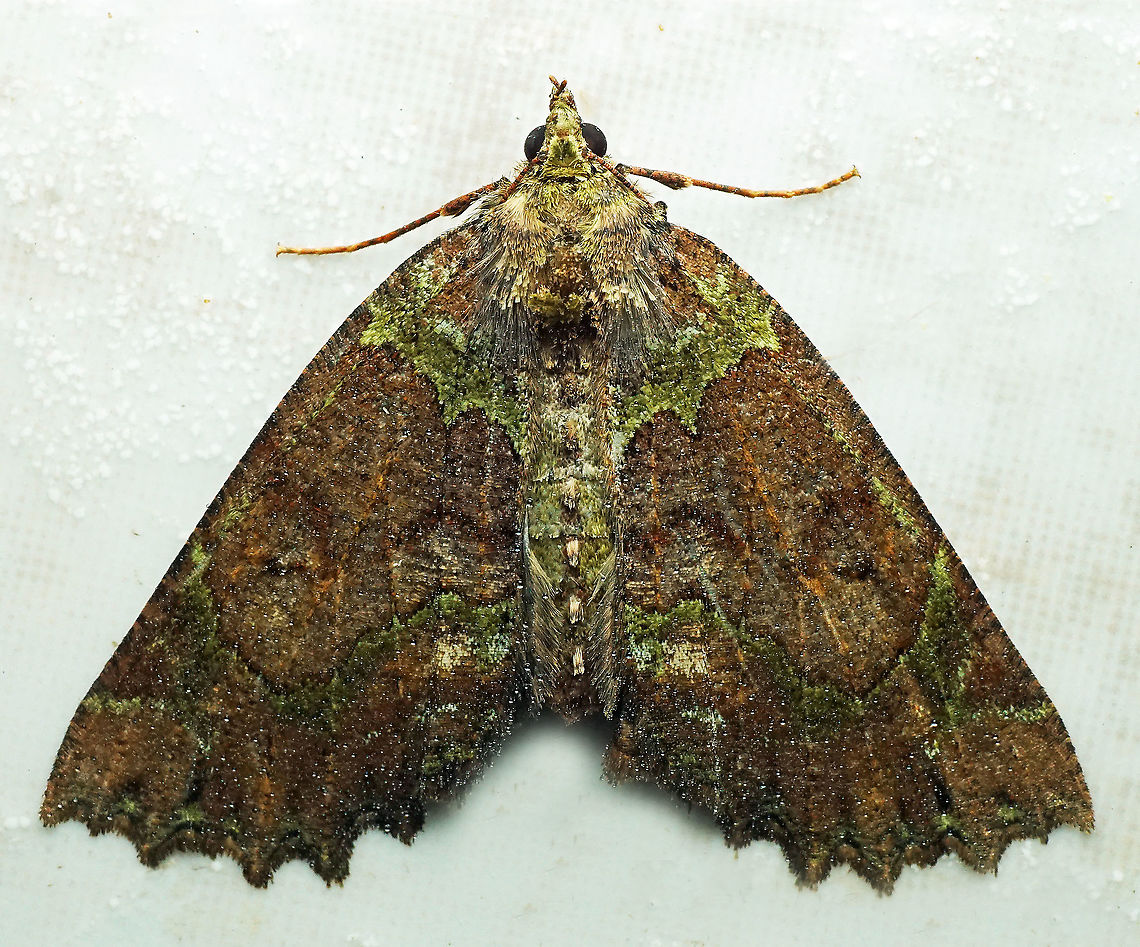 #334 Dapa, Valle Del Cauca 2100m