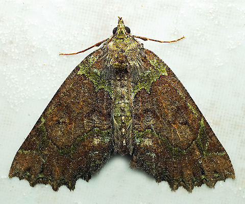 #334 Dapa, Valle Del Cauca 2100m