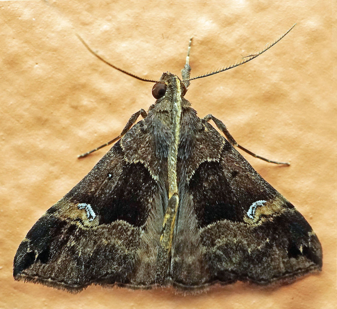 #335 Dapa, Valle Del Cauca 2100m