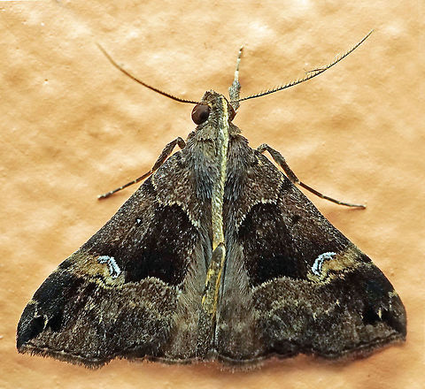 #335 Dapa, Valle Del Cauca 2100m