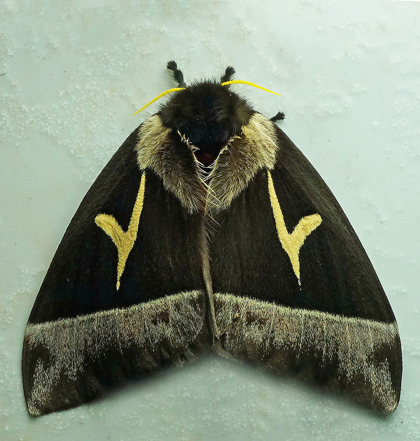 Dirphia brevifurca Dapa, Valle Del Cauca 2100m Dirphia brevifurca,Dirphia ludmillae